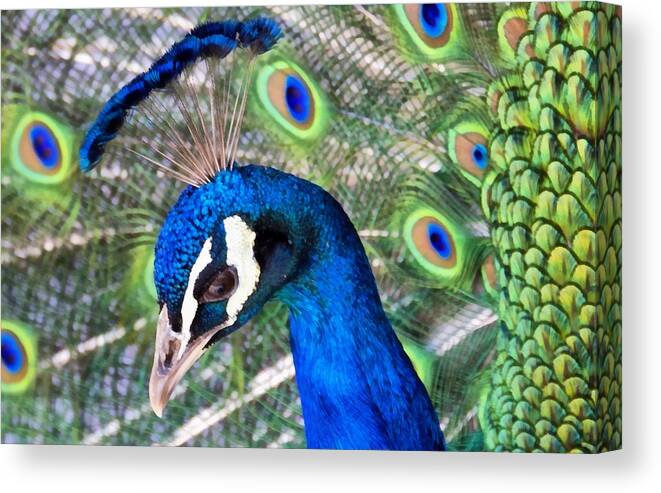 Large Canvas Print featuring the mixed media Peacock Crown 1 by Angelina Tamez