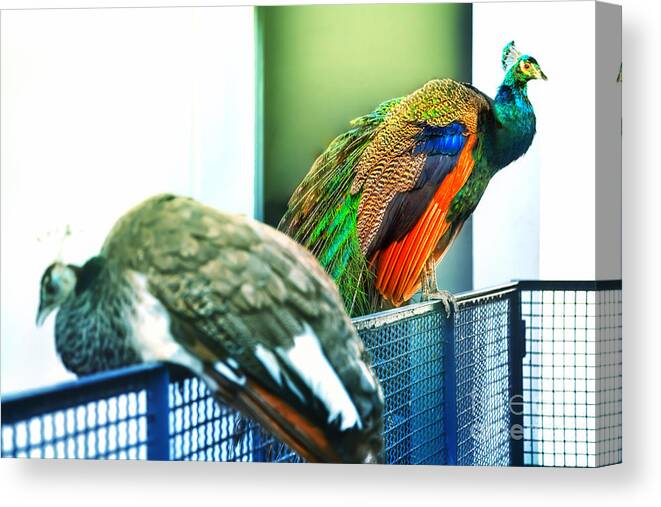 Peacock Canvas Print featuring the photograph Peacocks by Gina Koch