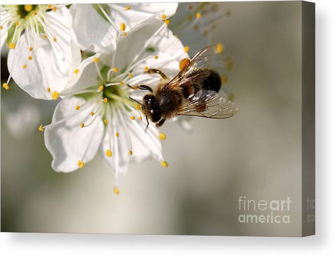Spring Canvas Print featuring the photograph Pear Blossom with bee by Amanda Mohler