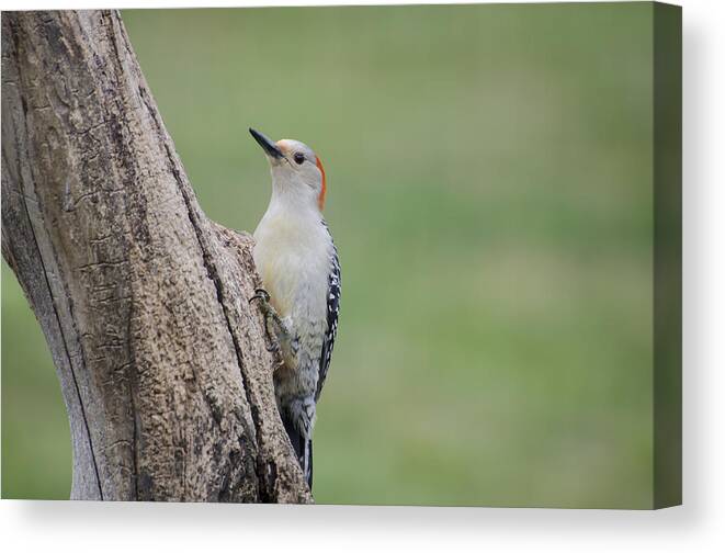 Woodpecker Canvas Print featuring the photograph Pecker by Heather Applegate