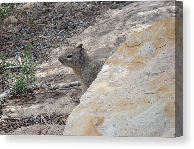 Ground Squirrel Canvas Print featuring the photograph Peek-a-Boo by Susan Woodward