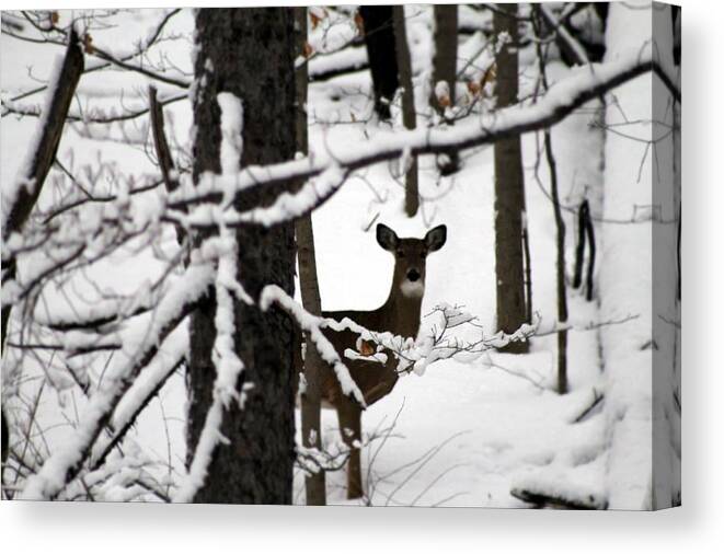 Deer Canvas Print featuring the photograph Peek a Boo by Wendy Gertz