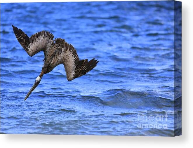 Blue Canvas Print featuring the photograph Pelican Hunting by Mina Isaac