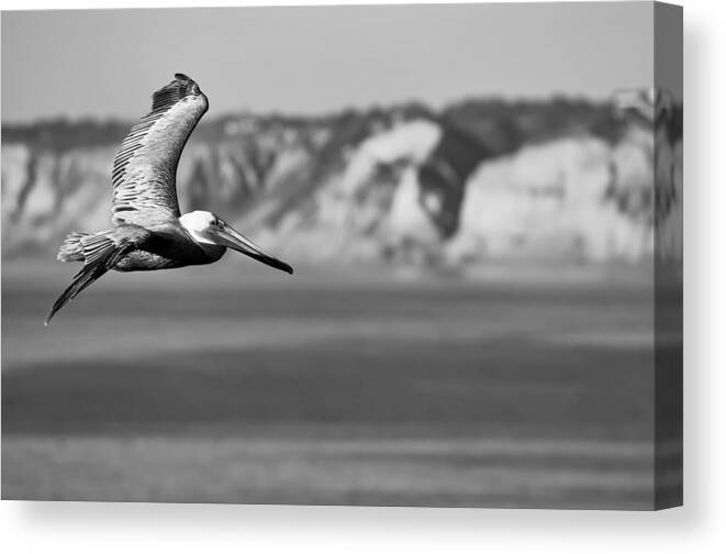 Dusk Canvas Print featuring the photograph Pelican in Black and White by Sebastian Musial