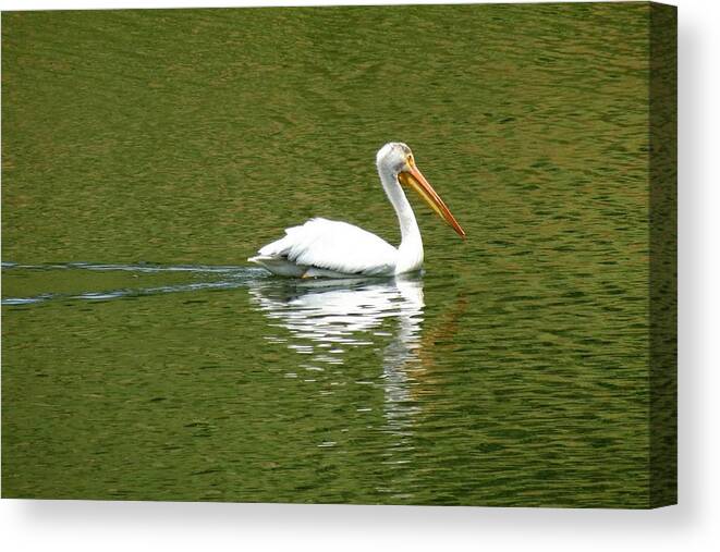 Colorado Canvas Print featuring the photograph Pelican Reflection on Lake by Marilyn Burton