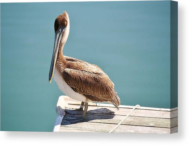 Pelican Canvas Print featuring the photograph Pelican - Sitting on the Dock of the Bay by Paulette Thomas