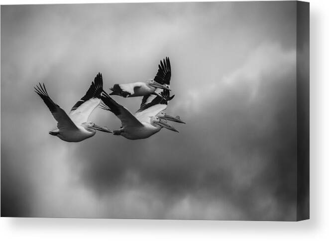 Flying White Pelicans Canvas Print featuring the photograph Pelicans In Flight by Thomas Young