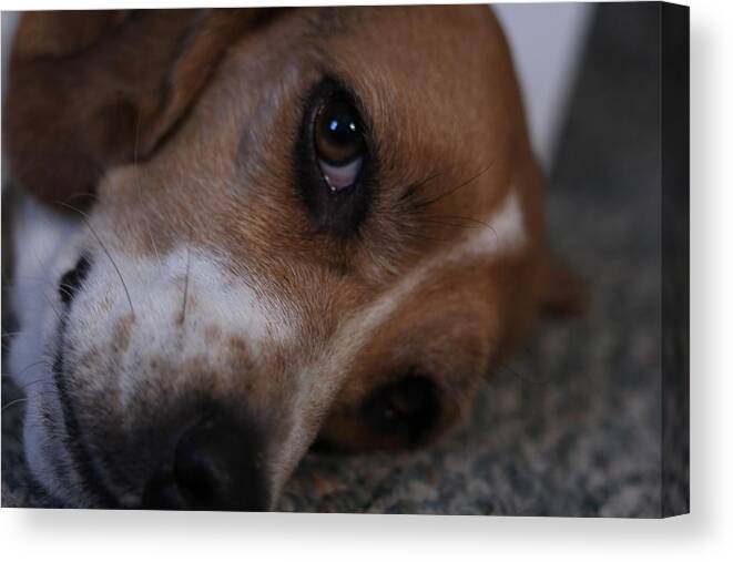 Beagle Canvas Print featuring the photograph Penny the Beagle Dog by Valerie Collins