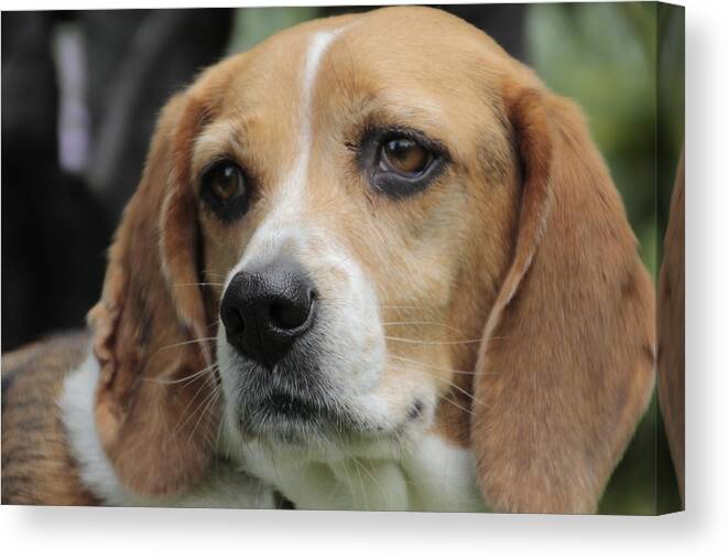 Beagle Canvas Print featuring the photograph The Beagle named Penny by Valerie Collins