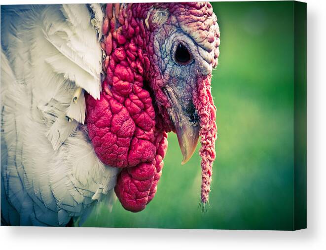 Turkey Canvas Print featuring the photograph Pensive Turkey by Priya Ghose