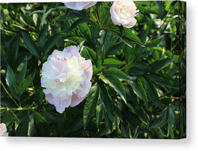 Flower Canvas Print featuring the photograph Peonies by John Mathews