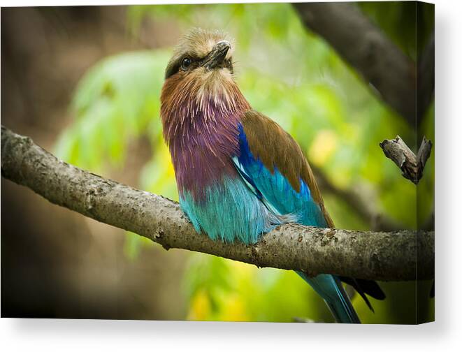 Bird Canvas Print featuring the photograph Perched Roller by Chad Davis