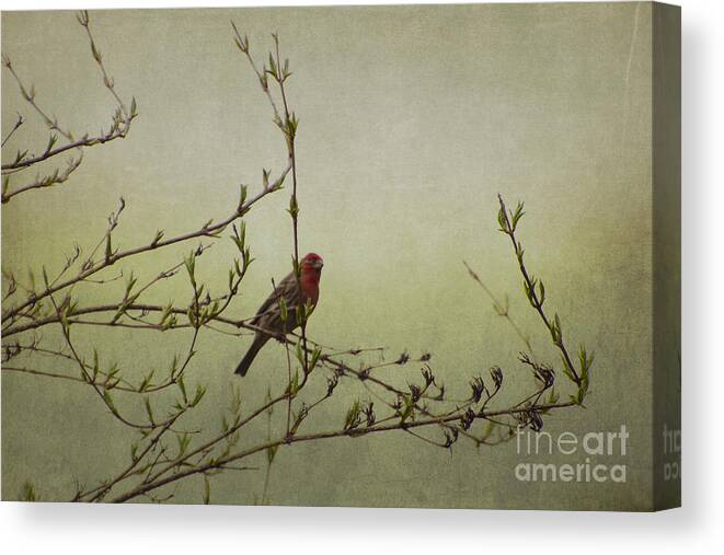 Photograph Canvas Print featuring the photograph Perching Finch by Judy Wolinsky
