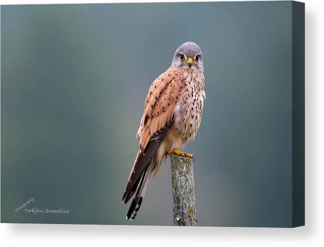 Perching Kestrel Canvas Print featuring the photograph Perching by Torbjorn Swenelius