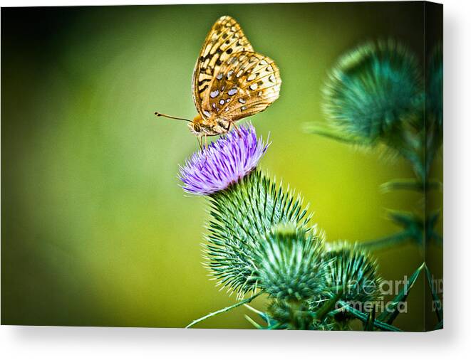 Great Spangled Fritillary Butterfly Canvas Print featuring the photograph Perfect Butterfly by Cheryl Baxter