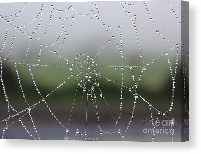 Macro Canvas Print featuring the photograph Perfect Circles by Vicki Spindler