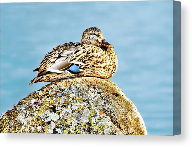  Duck Canvas Print featuring the photograph Perfect Resting Rock by Abram House