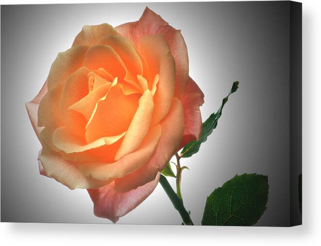 Roses Canvas Print featuring the photograph Perfect Rose. by Terence Davis