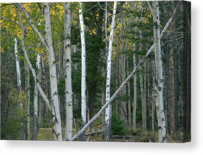 Gold Canvas Print featuring the photograph Perfection In Nature by Frank Madia