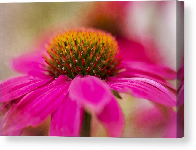 Clare Bambers Canvas Print featuring the photograph Perfectly Pink. by Clare Bambers