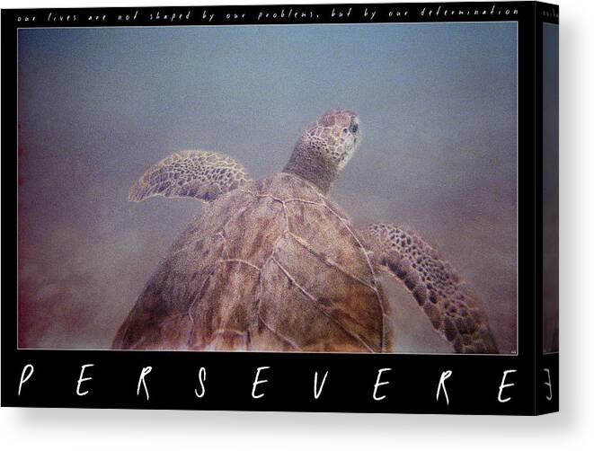Turtle Canvas Print featuring the photograph Persevere II by Weston Westmoreland