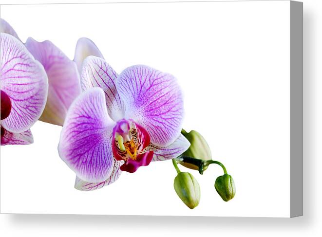 Orchid Flower Canvas Print featuring the photograph Phalaenopsis orchid flower  by Michalakis Ppalis
