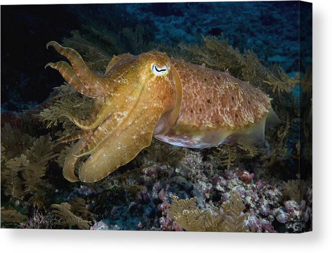 Nis Canvas Print featuring the photograph Pharaoh Cuttlefish Lombok Indonesia by Dray van Beeck