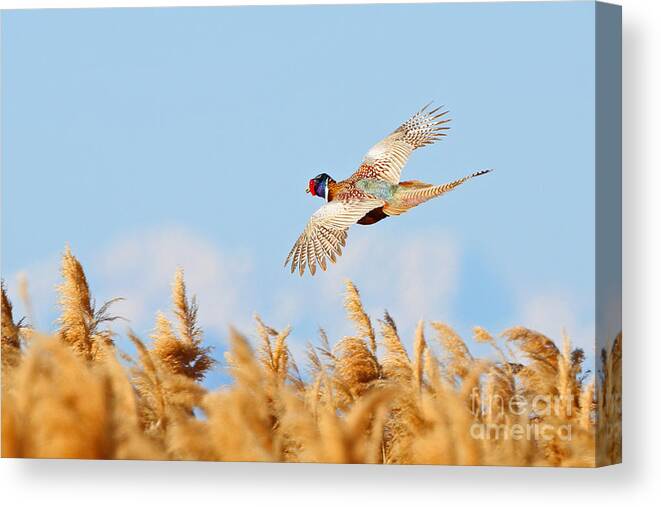 Pheasant Canvas Print featuring the photograph Pheasant Fly By by Bill Singleton