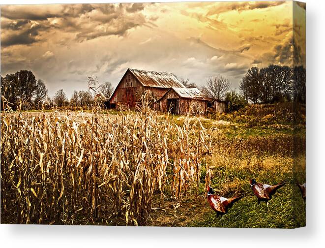 Pheasants Canvas Print featuring the photograph Pheasants Heading For Corn Patch by Randall Branham