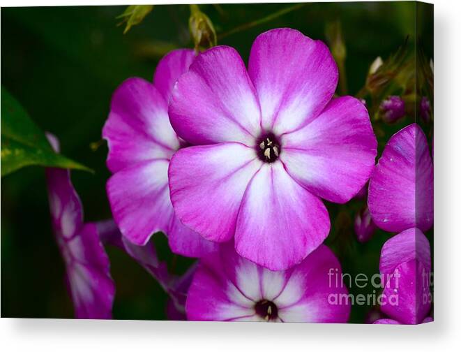 Pholx Canvas Print featuring the photograph Phlox by Dan Hefle