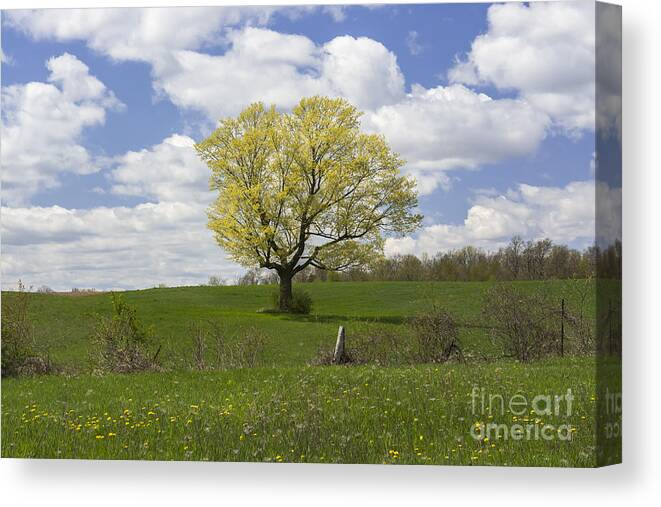 Spring Landscape Canvas Print featuring the photograph Picnic Spot by Dan Hefle