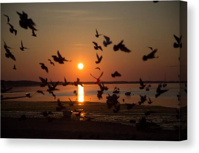 Pigeons Canvas Print featuring the photograph Pigeons at sunrise by Allan Morrison