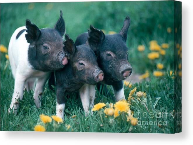 Nature Canvas Print featuring the photograph Piglets by Alan and Sandy Carey