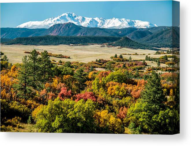 Colorado Mountains Canvas Print featuring the photograph Pikes Peak over Scrub Oak by Dawn Key