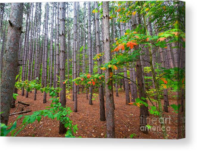 Pierce Stocking Canvas Print featuring the photograph Pine Forest with Autumn Color by Craig Sterken