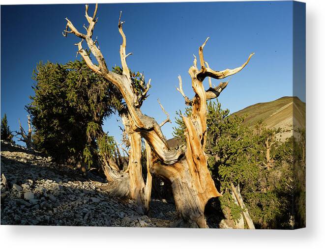 Photography Canvas Print featuring the photograph Pine Trees In Ancient Bristlecone Pine by Panoramic Images