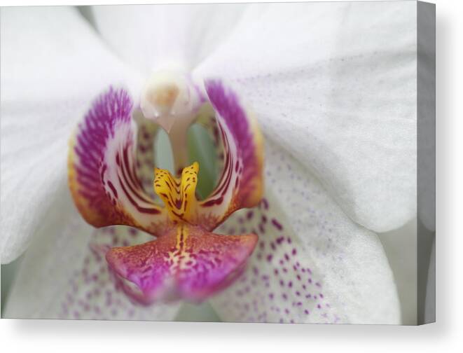Orchid Canvas Print featuring the photograph Pink and White Orchid by Sue Morris