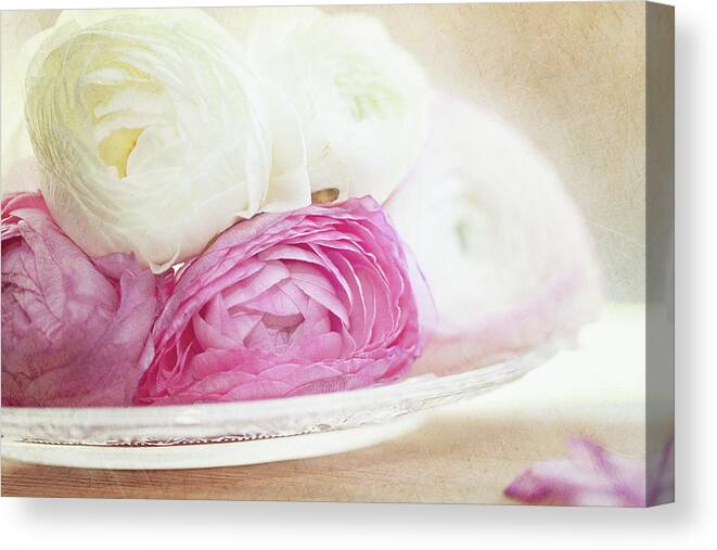 Petal Canvas Print featuring the photograph Pink And White Ranunculus Flowers In by Isabelle Lafrance Photography