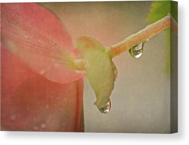 Begonias Canvas Print featuring the photograph Pink Begonia and Water Drops by Peggy Collins