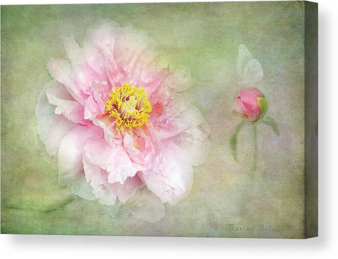 Pink Peony Bloom Canvas Print featuring the photograph Pink Charm by Marina Kojukhova