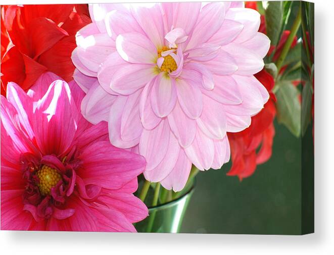 Flowers Canvas Print featuring the photograph Pink Dahlias in the morning by Lehua Pekelo-Stearns