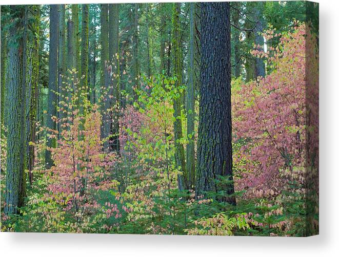 Landscape Canvas Print featuring the photograph Pink Dogwoods by Jonathan Nguyen
