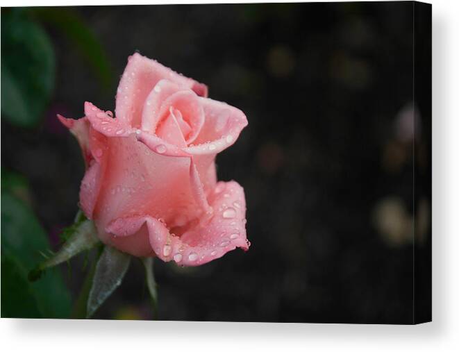 Pink Canvas Print featuring the photograph Pink Elegance by Arlene Carmel