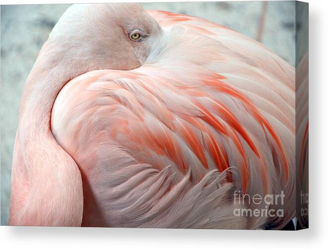 Pink Flamingo Ii Canvas Print featuring the photograph Pink Flamingo II by Robert Meanor