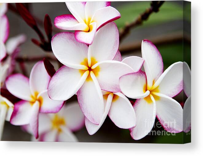 Pink Plumeria Canvas Print featuring the photograph Pink Highlighted Plumeria by Thanh Tran