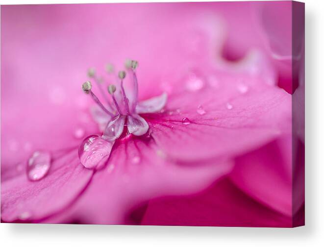 Pink Hydrangea Canvas Print featuring the photograph Pink Hydrangea by Martina Fagan