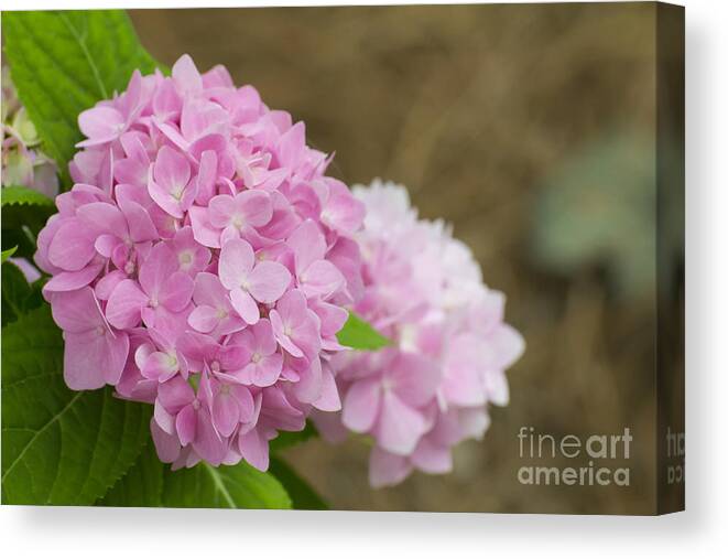 Floral Canvas Print featuring the photograph Pink Hydrangea by Ules Barnwell