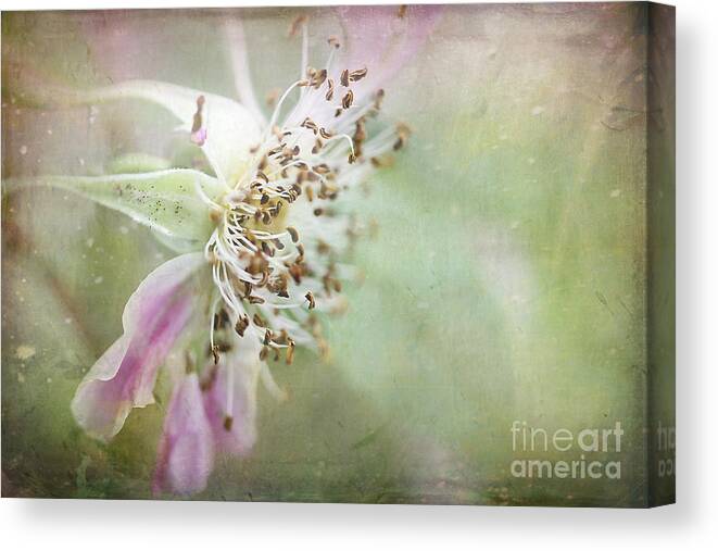 Flower Canvas Print featuring the photograph Pink Impression by Teresa Zieba