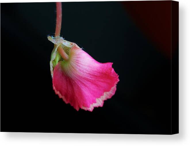Flower Framed Prints Canvas Print featuring the photograph Pink by Kevin Bone