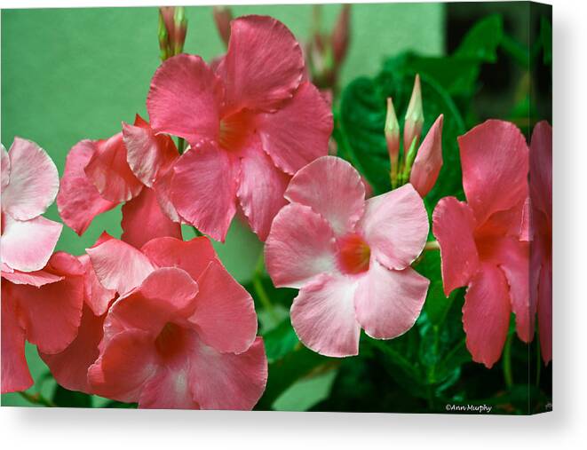 Nature Up Close Canvas Print featuring the photograph Pink Mandevilla Vine by Ann Murphy